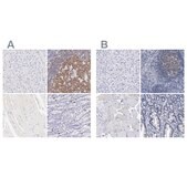 Anti-LRMP antibody produced in rabbit Prestige Antibodies® Powered by Atlas Antibodies, affinity isolated antibody, buffered aqueous glycerol solution