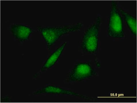 Monoclonal Anti-RASSF4 antibody produced in mouse clone 1D5, purified immunoglobulin, buffered aqueous solution