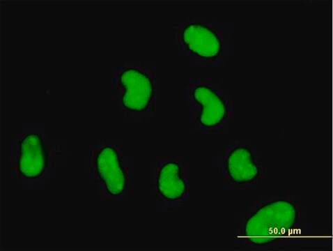 Monoclonal Anti-ZNF394 antibody produced in mouse clone 1F8, purified immunoglobulin, buffered aqueous solution