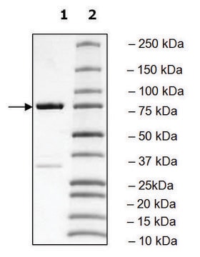 PLK3 Polo Box Domain human recombinant, expressed in E. coli, &#8805;90% (SDS-PAGE)