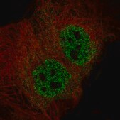 Monoclonal Anti-ELAVL2 antibody produced in mouse Prestige Antibodies® Powered by Atlas Antibodies, clone CL15323, purified antibody (Protein A)