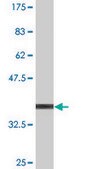 Monoclonal Anti-HKDC1 antibody produced in mouse clone 4E8, purified immunoglobulin, buffered aqueous solution