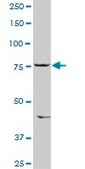 Anti-SIK1 antibody produced in rabbit purified immunoglobulin, buffered aqueous solution