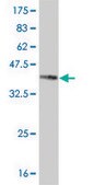 Monoclonal Anti-NR4A2 antibody produced in mouse clone 2B11, purified immunoglobulin, buffered aqueous solution