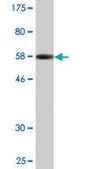 Monoclonal Anti-XPO5 antibody produced in mouse clone 2C5-1B3, ascites fluid