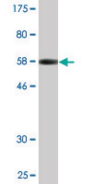 Monoclonal Anti-XPO5 antibody produced in mouse clone 2C5-1B3, ascites fluid