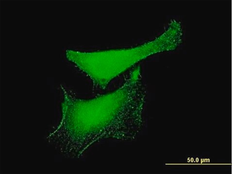 Monoclonal Anti-KLF6, (N-terminal) antibody produced in mouse clone 3C4, purified immunoglobulin, buffered aqueous solution