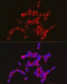 Anti-NPY5R Antibody, clone 8E4F9, Rabbit Monoclonal
