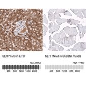 Monoclonal Anti-SERPINA3 antibody produced in mouse Prestige Antibodies® Powered by Atlas Antibodies, clone CL10697, purified antibody (Protein A)