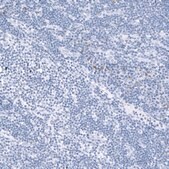 Monoclonal Anti-TCF7L2 antibody produced in mouse Prestige Antibodies® Powered by Atlas Antibodies, clone CL11547, purified antibody (Protein A)