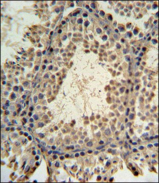 ANTI-PRM3 (C-TERM) antibody produced in rabbit IgG fraction of antiserum, buffered aqueous solution
