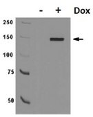 Anti-Cas9 Antibody, C-term. clone 10C11-A12 clone 10C11-A12, from mouse