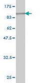 Monoclonal Anti-GAD1 antibody produced in mouse clone 5E11, purified immunoglobulin, buffered aqueous solution