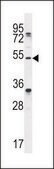 ANTI-TAPT1 (C-TERM) antibody produced in rabbit IgG fraction of antiserum, buffered aqueous solution
