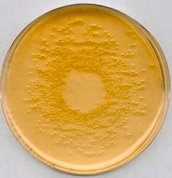 Nutrient agar suitable for microbiology, NutriSelect&#174; Plus