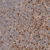 Anti-FAM167A antibody produced in rabbit Prestige Antibodies® Powered by Atlas Antibodies, affinity isolated antibody, buffered aqueous glycerol solution