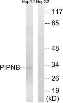 Anti-PITPNB antibody produced in rabbit affinity isolated antibody
