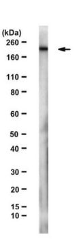 Anti-BAF180 Antibody, clone 370.1.8C3 clone 370.1.8C3, from rat