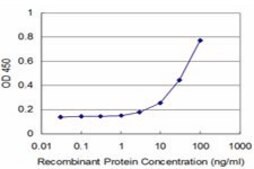 ANTI-FOXO1A antibody produced in mouse clone 1A6, purified immunoglobulin, buffered aqueous solution