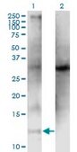 Monoclonal Anti-CLPS, (C-terminal) antibody produced in mouse clone 4G3, purified immunoglobulin, buffered aqueous solution