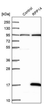 Anti-RPP14 antibody produced in rabbit Prestige Antibodies&#174; Powered by Atlas Antibodies, affinity isolated antibody, buffered aqueous glycerol solution