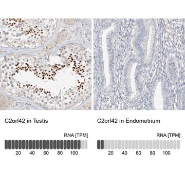 Anti-C2orf42 antibody produced in rabbit Prestige Antibodies&#174; Powered by Atlas Antibodies, affinity isolated antibody, buffered aqueous glycerol solution
