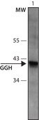 Anti-GGH (167-180) antibody produced in rabbit IgG fraction of antiserum, buffered aqueous solution
