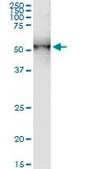 Monoclonal Anti-DDOST antibody produced in mouse clone 2D7, purified immunoglobulin, buffered aqueous solution