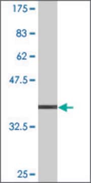 Monoclonal Anti-PHTF1 antibody produced in mouse clone 3B7, purified immunoglobulin, buffered aqueous solution