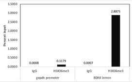 Anti-trimethyl-Histone H3 (Lys36) Antibody, clone MC86, rabbit monoclonal clone MC86, Upstate&#174;, from rabbit
