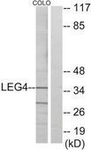 Anti-LEG4 antibody produced in rabbit affinity isolated antibody