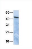 Anti-AGT antibody produced in rabbit affinity isolated antibody