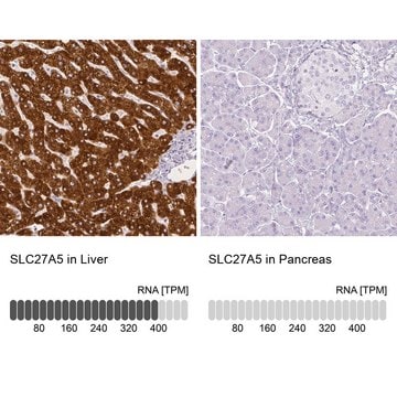 Anti-SLC27A5 antibody produced in rabbit Prestige Antibodies&#174; Powered by Atlas Antibodies, affinity isolated antibody, buffered aqueous glycerol solution