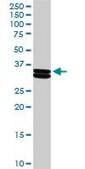 抗-CSN1S1 兔抗 purified immunoglobulin, buffered aqueous solution
