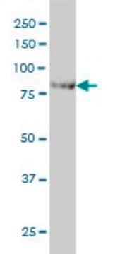 Monoclonal Anti-CENTB2 antibody produced in mouse clone 4G3, purified immunoglobulin, buffered aqueous solution