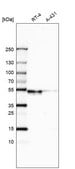 Anti-WSCD2 antibody produced in rabbit Prestige Antibodies&#174; Powered by Atlas Antibodies, affinity isolated antibody, buffered aqueous glycerol solution