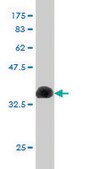 Monoclonal Anti-CUTL1 antibody produced in mouse clone 2D10, purified immunoglobulin, buffered aqueous solution