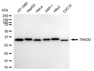 Anti TRADD Antibody, clone 24GB2230, Rabbit Monoclonal clone 24GB2230, recombinant rabbit monoclonal, expressed in HEK293 cells