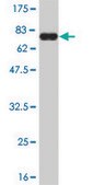 Monoclonal Anti-LW-1 antibody produced in mouse clone 3E7, purified immunoglobulin, buffered aqueous solution