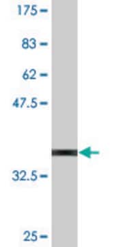 Monoclonal Anti-ZNF398, (N-terminal) antibody produced in mouse clone 4G3, purified immunoglobulin, buffered aqueous solution