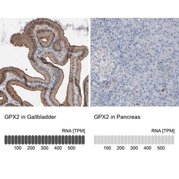 Anti-GPX2 antibody produced in rabbit Prestige Antibodies&#174; Powered by Atlas Antibodies, affinity isolated antibody, buffered aqueous glycerol solution
