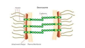 Keratin from human epidermis aqueous solution