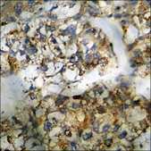 Anti-phospho-ERK8 (pThr175+Tyr177) antibody produced in rabbit affinity isolated antibody