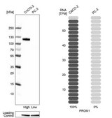 Anti-PROM1 antibody produced in rabbit Prestige Antibodies® Powered by Atlas Antibodies, affinity isolated antibody, buffered aqueous glycerol solution