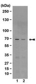 Anti-NF&#312;B Antibody, p65, clone 1G10.2 clone 1G10.2, from mouse