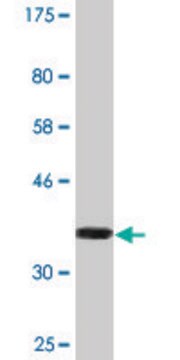 Monoclonal Anti-TECTA antibody produced in mouse clone 2A5, purified immunoglobulin, buffered aqueous solution