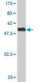 Monoclonal Anti-PEX19 antibody produced in mouse clone 2E4, purified immunoglobulin, buffered aqueous solution