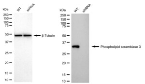 KD-Validated Anti Phospholipid Scramblase 3 Antibody, clone 24GB1345, Rabbit Monoclonal clone 24GB1345, recombinant rabbit monoclonal, expressed in HEK293 cells