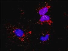 Monoclonal Anti-NFKB1, (C-terminal) antibody produced in mouse clone 4A11, purified immunoglobulin, buffered aqueous solution