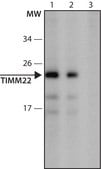 Anti-TIMM22 (96-110) antibody produced in rabbit IgG fraction of antiserum, buffered aqueous solution